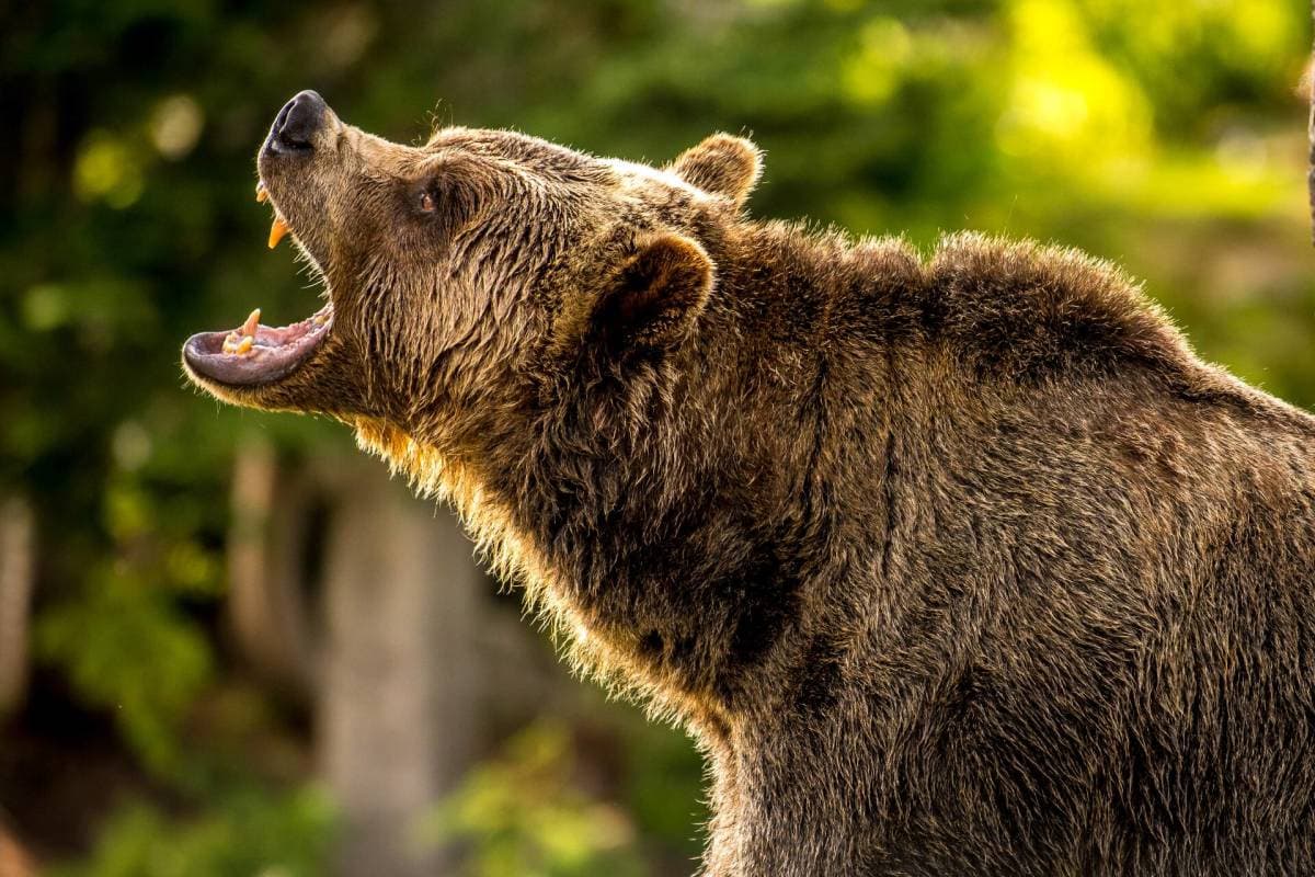 Bulls Go Into Hibernation While the Bears Stretch Their Paws